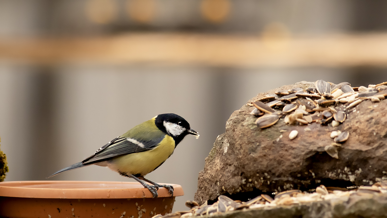 Great Tit